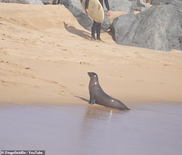 The sea creature, which had been actively pursuing people both in the water and on shore, seemed to calm once the waters cleared - only to make its way toward the panic-stricken beach