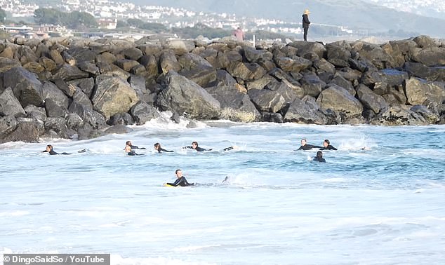 In the terrifying footage, dozens of surfers were seen desperately paddling towards shore in unison, constantly glancing over their shoulders for any sign of the unexpected sea creature trailing behind them