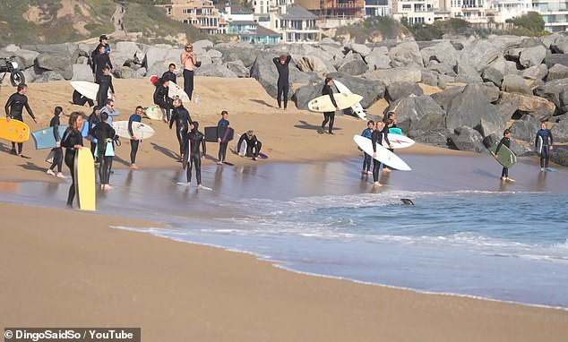 Tests on the suddenly aggressive sea lions that victims described as 'demonic' revealed that they were suffering from domoic acid toxicosis - a neurological condition caused by exposure to the harmful algae