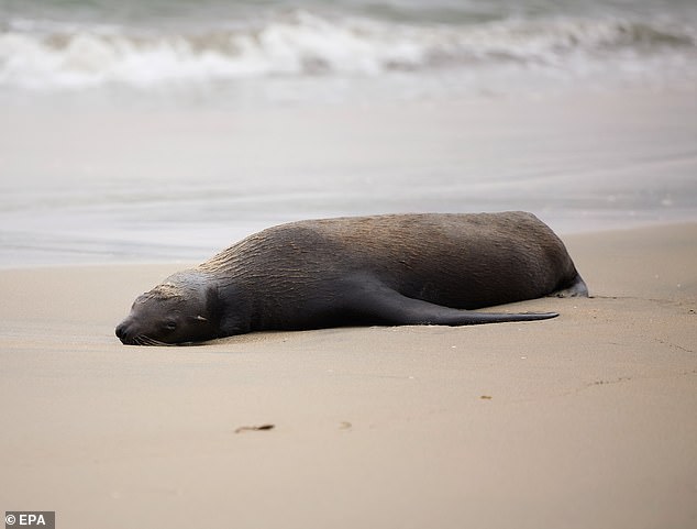 The Marine Mammal Care Center has already admitted 195 sea lions suffering from domoic acid toxicosis at the end of March - nearly four times as many than the center treated at the same point last year (pictured: a California sea lion suffering from domoic acid poisoning struggles in March)