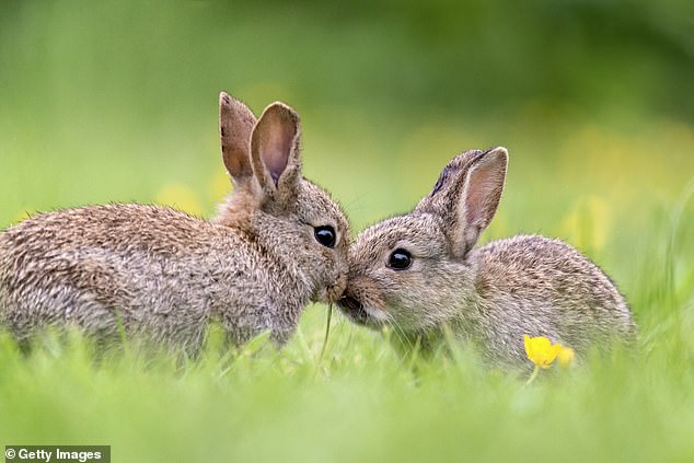 A deadly new virus is sweeping through Europe, killing every rabbit it touches in a matter of hours (stock image)
