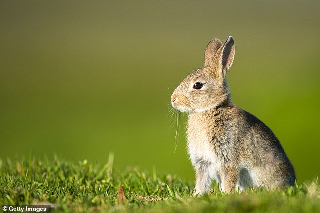 An aggressive strain of the disease is now thought to be spreading across the UK countryside - sparking fears for Britain's bunnies (stock image)