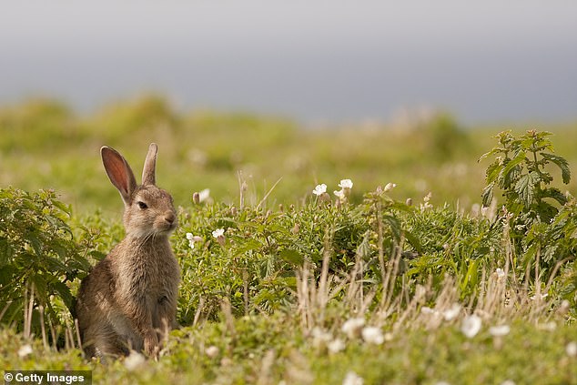 The British Rabbit Council believes that a new strain of rabbit haemorrhagic disease (RHD), identified in France and the Netherlands last year, is responsible for a spate of sudden fatalities across the country (stock image)