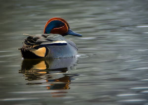 Teal taken at Venus Pool Reserve