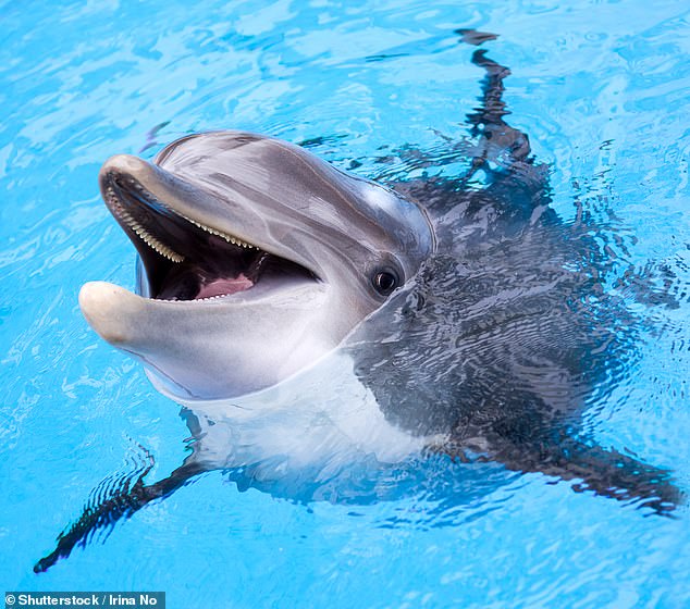 An uncomprehending machine will be able to talk dolphinese to dolphins, and the dolphins will be able to talk back