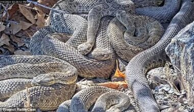 Rattlesnakes are beginning to emerge from hibernation as springtime approaches, including thousands in a Colorado mega den