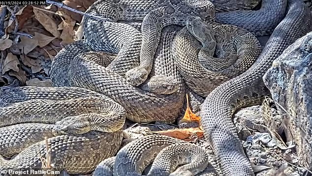 Rattlesnakes are beginning to emerge from hibernation as springtime approaches, including thousands in a Colorado mega den