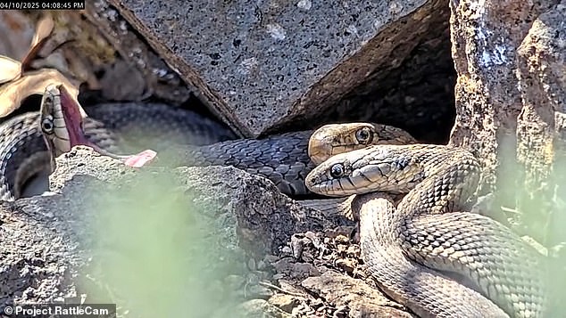 The prairie rattlesnakes hibernate in the fall and emerge around April until September, when they give birth