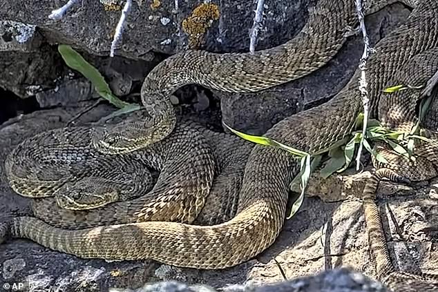 The scientists set up the webcams in a secret location to learn more about the snakes and monitor their daily lives