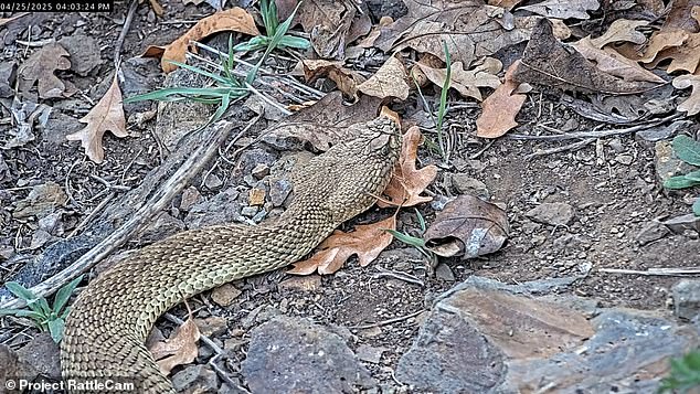 Snake enthusiasts can watch the serpents on a live stream provided by scientists with Project RattleCam
