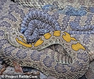 This snake is named Honeycomb