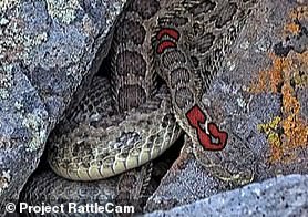 This snake is named pirate