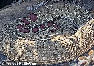 This snake is named Olga