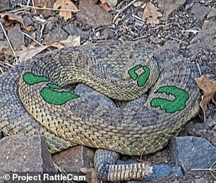 The community named this snake Loki