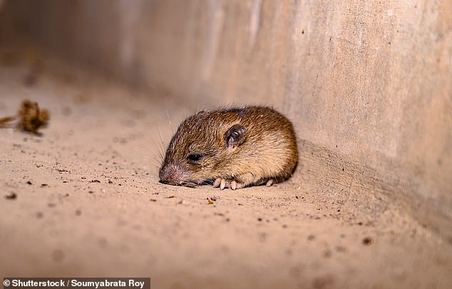 Hantavirus is considered an extremely rare and deadly disease spread by rodents' urine, droppings and salvia (stock image)