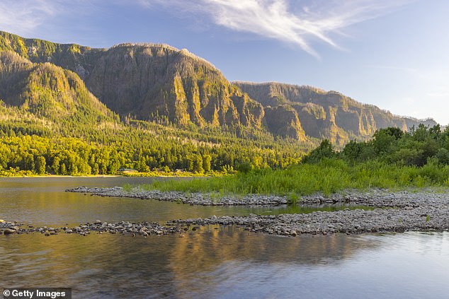 In the meantime, authorities are encouraging the public to be vigilant and report any sightings of the distinctive creatures to the Oregon Department of Fish and Wildlife or the Oregon Invasive Species Council. Pictured: Across the Columbia River in Washington