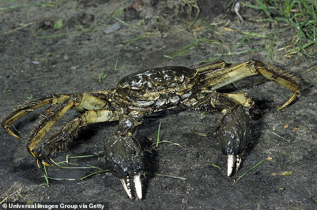 Unlike native crab species, the Chinese mitten crab has distinctive markings set with four spines on each side and a noticeable notch between between their eyes