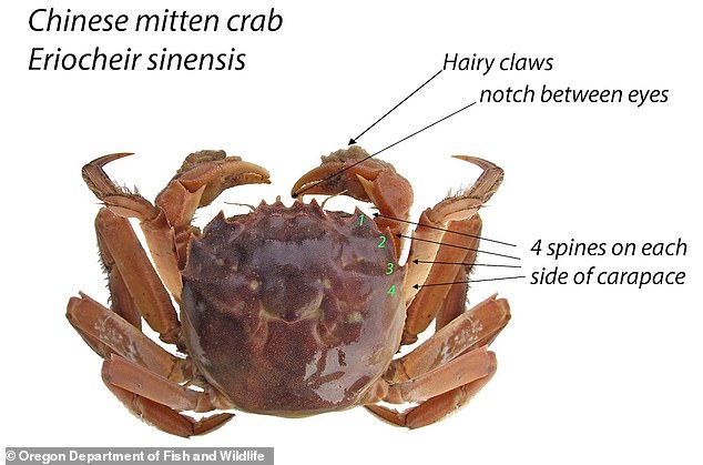 Named for their distinctive, hairy, mitten-like claws, Chinese mitten crab range in color from brownish-orange to greenish-brown