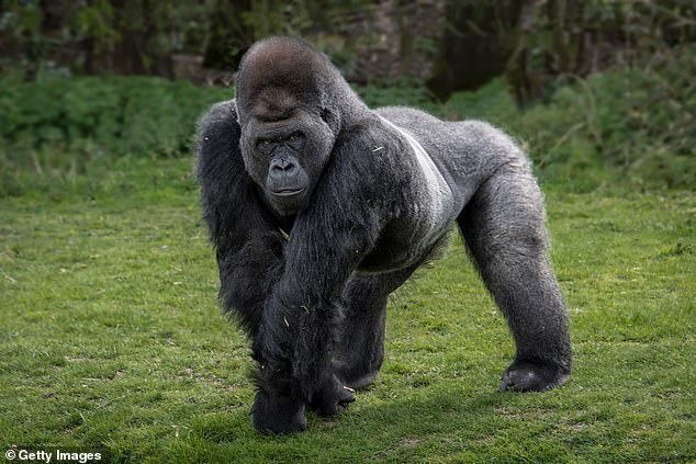 Social media users have been debating whether 100 men or one gorilla would triumph in a fight