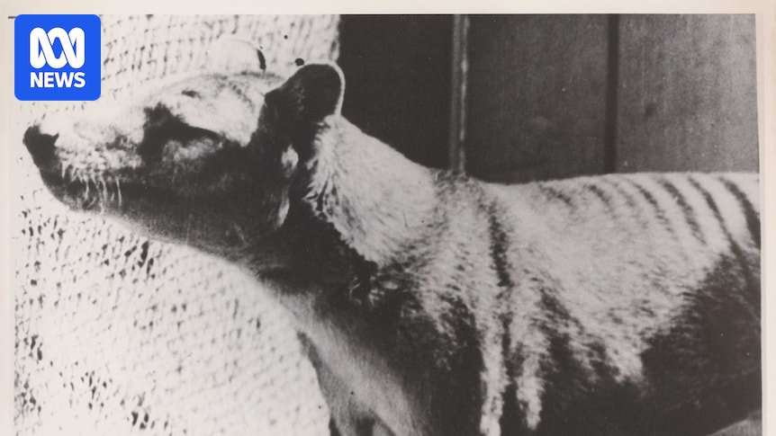 What does the dire wolf 'de-extinction' mean for bringing back Tasmanian tigers?