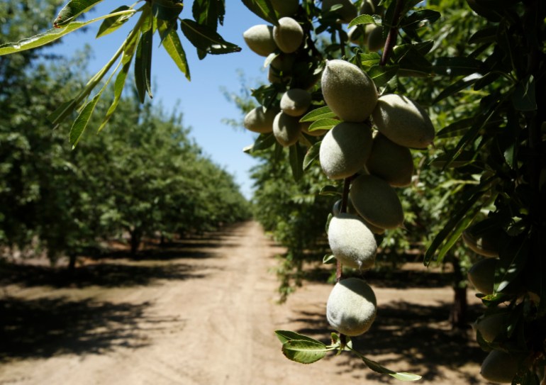 In this Friday June 21, 2019 photo, almonds hang on the branches of an almond tree in an orchard in Modesto, Calif. India has imposed tariffs on almonds and over two dozen other products including apples and walnuts as retaliation for the Trump administration revoking India's preferential trade privileges. The tariffs took effect Sunday, June 16.( AP Photo/Rich Pedroncelli)