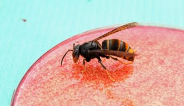 University Develops AI to Detect Invasive Asian Hornets