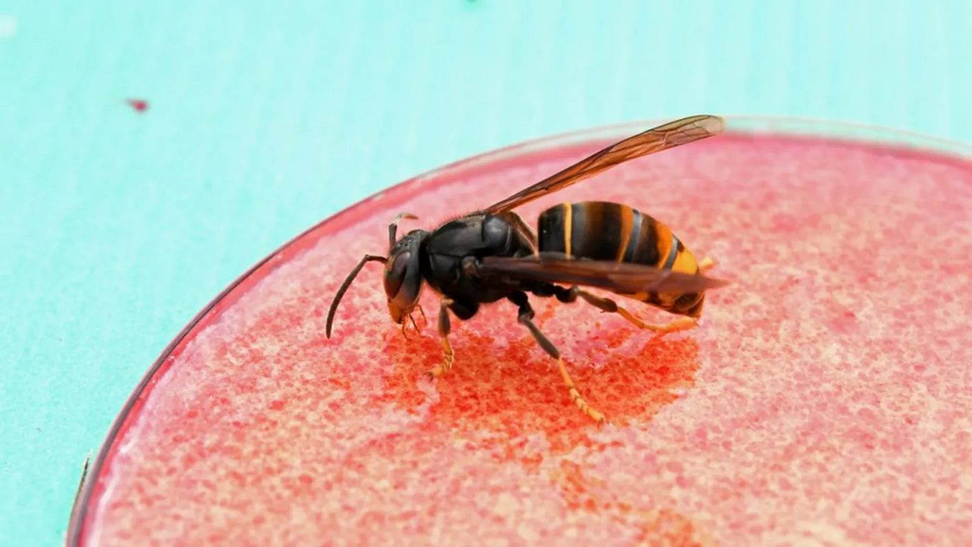 University Develops AI to Detect Invasive Asian Hornets