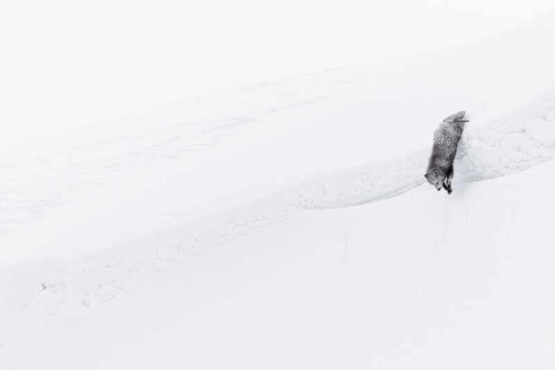 A lone wolf trudges through deep snow in a vast, snowy landscape. Its dark fur contrasts starkly against the white background, emphasizing its isolation in the wintry scene.