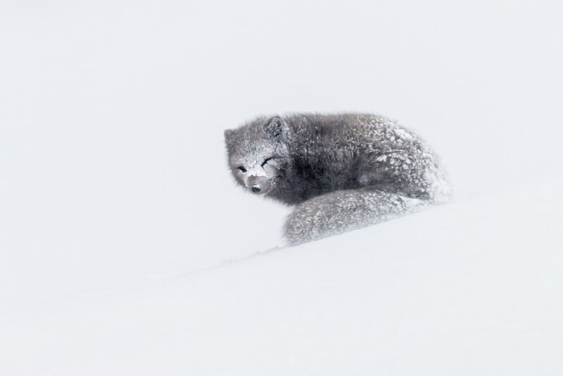 A fluffy arctic fox, covered in snow, rests on a gentle snowy slope. Its thick fur is a mix of white and grey, blending with the wintry surroundings, creating a serene and natural scene.