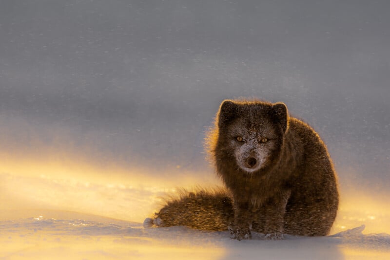 An arctic fox with a thick, dark winter coat sits on a snowy landscape. Soft golden sunlight illuminates swirling snow around it, highlighting the fox's fur and creating a serene, magical atmosphere.