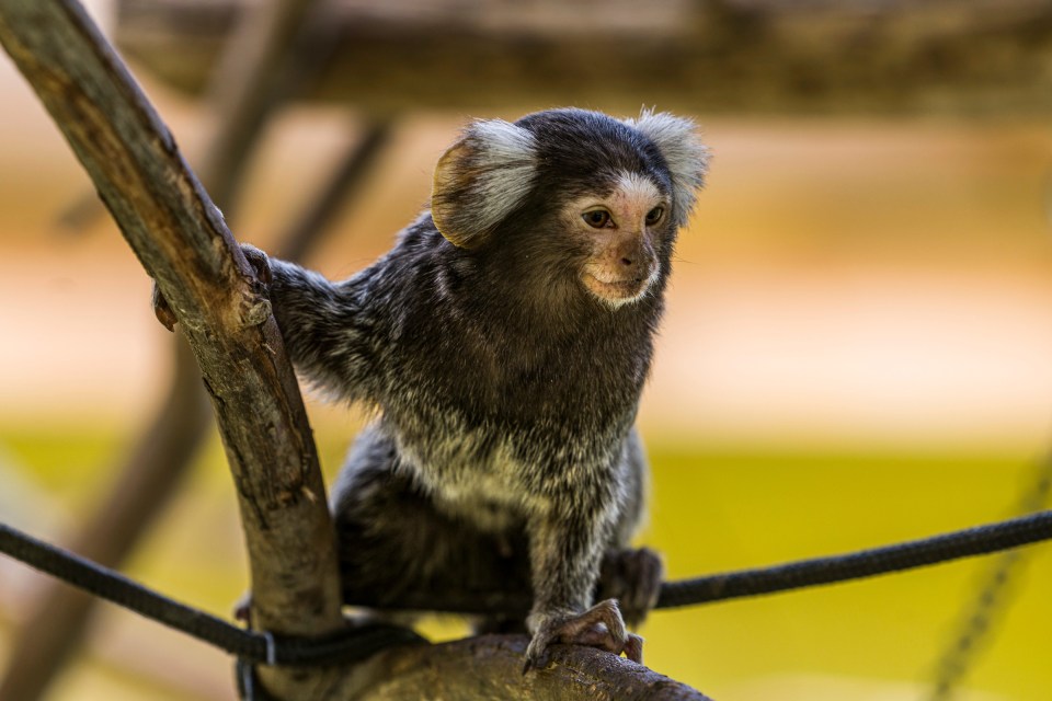 A small lemur sitting on a branch.