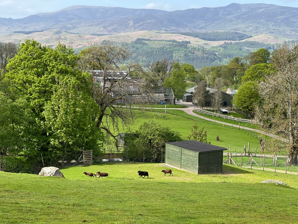Auchingarrich Wildlife Park with sheep in a field.