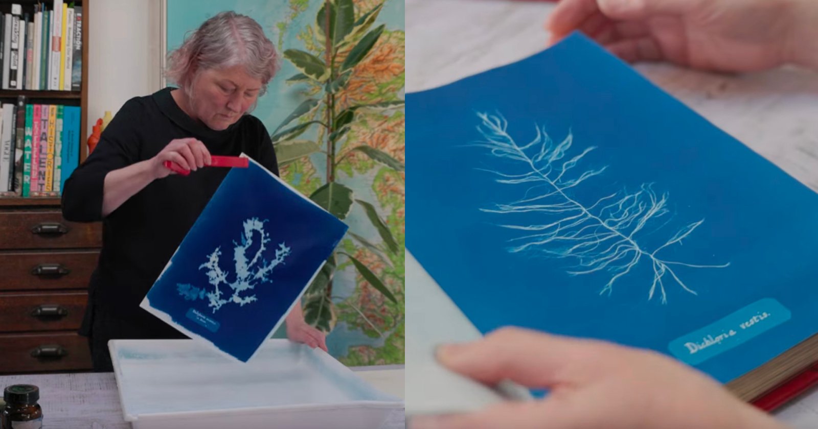 Photographer Turns Trash Into Cyanotype Treasure to Save the Oceans