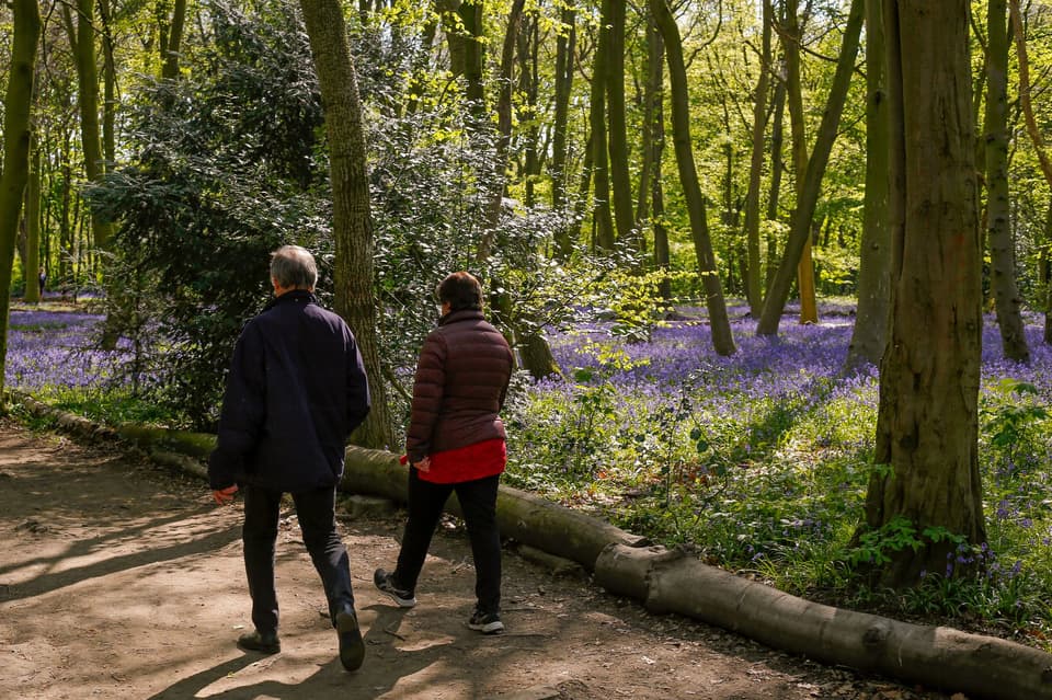 Bluebells In Full Bloom In Epping Forest