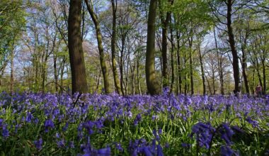 Best bluebell woods in London: from Biggin Hill to Highgate