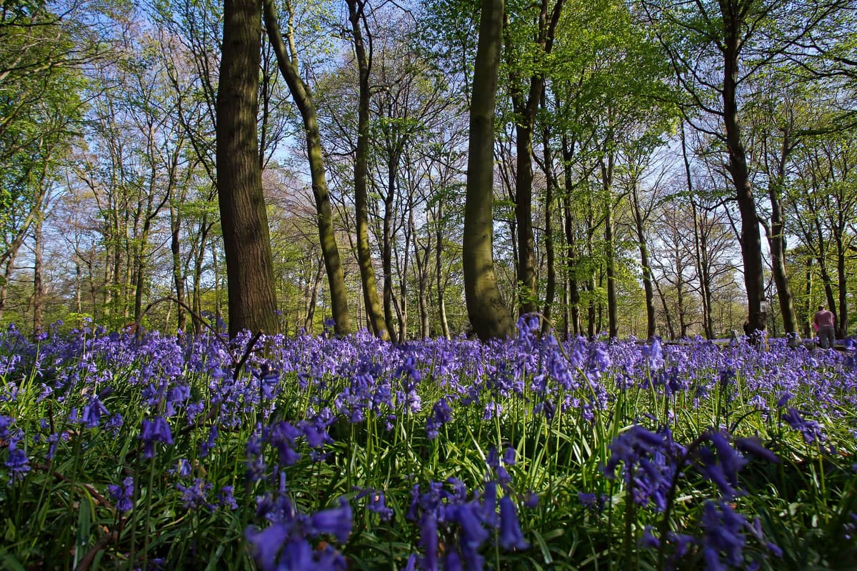 Best bluebell woods in London: from Biggin Hill to Highgate