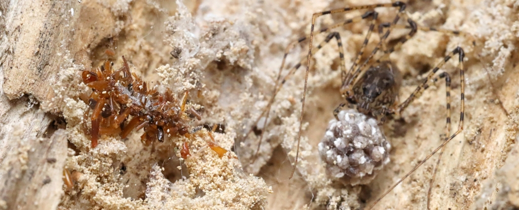 'Bone Collector' Caterpillar Wears Dead Bugs to Steal Prey From Spiders : ScienceAlert