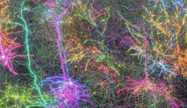 A Tiny Piece of Mouse Brain Has Finally Been Mapped in Mindblowing Detail : ScienceAlert