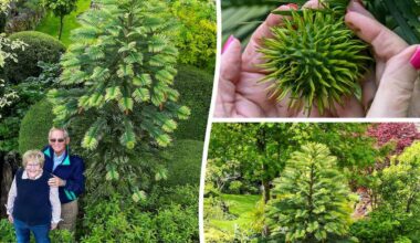 Prehistoric and Critically Endangered ‘Dinosaur Tree’ Bears Fruit for First time in British Couple's Garden