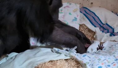 The Beautiful Moment a Mother Chimp Scoops Up Her New Baby the Day After C-Section–LOOK