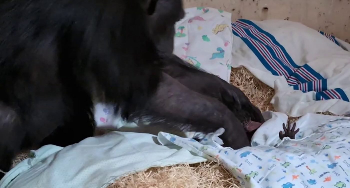 The Beautiful Moment a Mother Chimp Scoops Up Her New Baby the Day After C-Section–LOOK