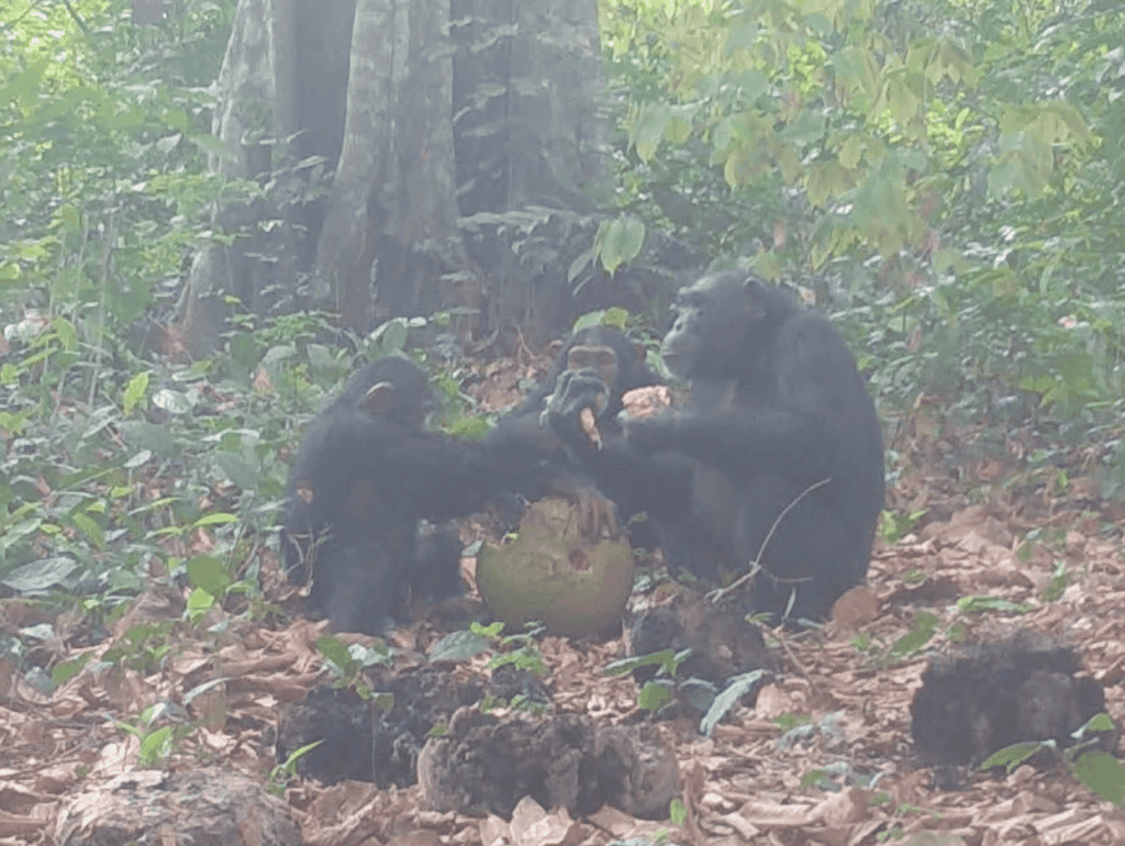 chimpanzees share a breadfruit