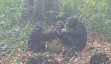 chimpanzees share a breadfruit