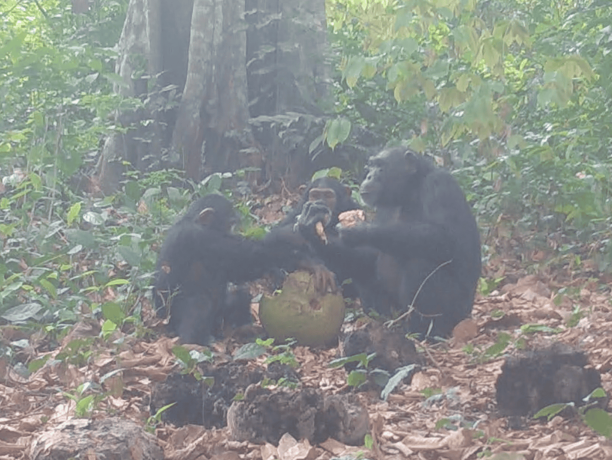 chimpanzees share a breadfruit