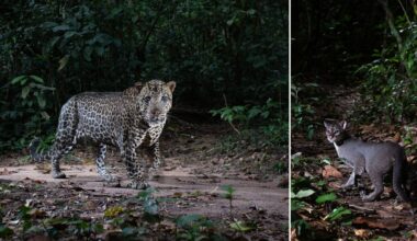 A leopard stands on a forest path surrounded by dense greenery. Beside it, a smaller wildcat with a gray coat and white markings stands on the forest floor, also looking toward the camera.
