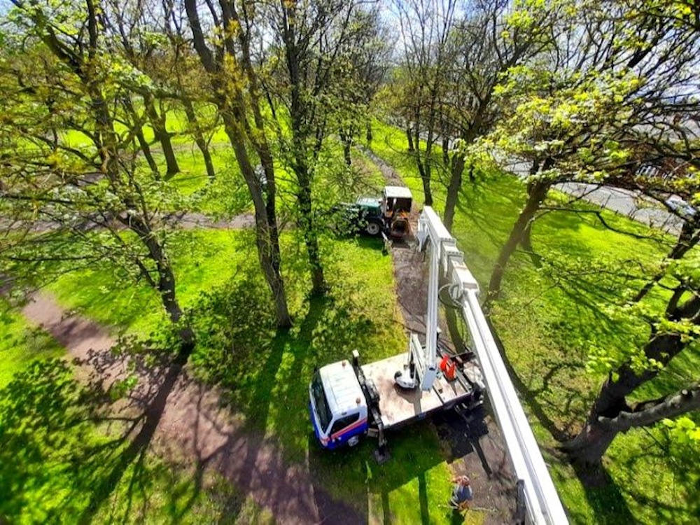 Tree surgery in Cross Flatts Park