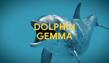 How AI can decipher dolphin communication