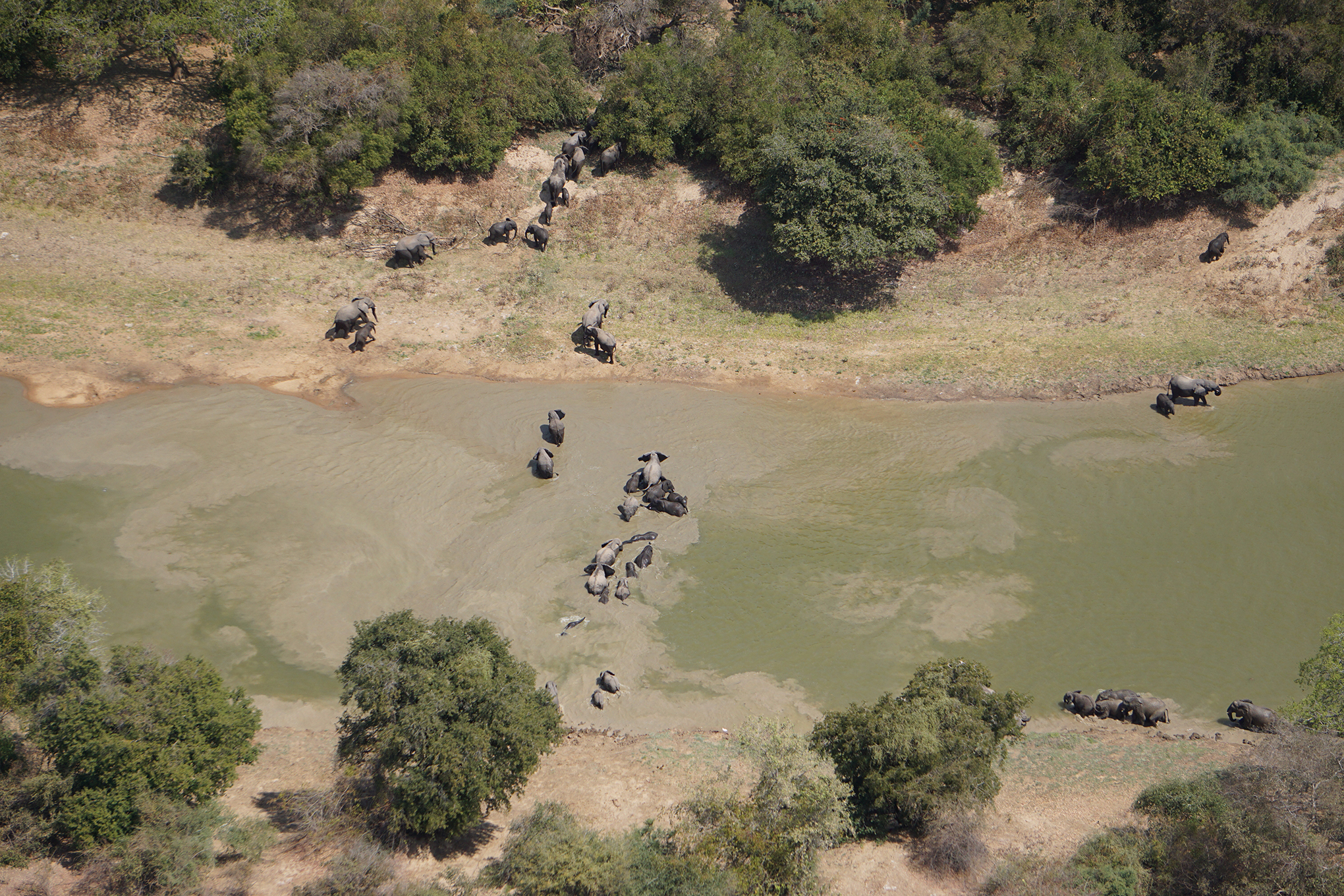 Counting elephants using on the Ivory Coast with cameras attached to light-weight aircraft and AI.
