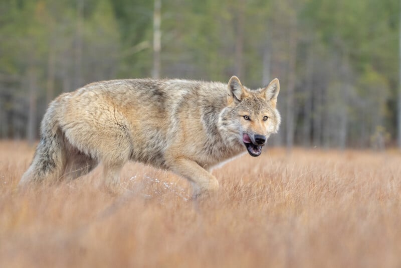 A wolf with thick fur walks through tall grass, glancing towards the camera. The background is a blurred mix of trees and a pale sky, suggesting a forest setting.