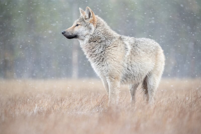 A lone wolf stands alert in a snowy landscape, surrounded by tall, brown grass. Snowflakes gently fall around the wolf, highlighting its thick, textured fur. The background is softly blurred, suggesting a forest setting.
